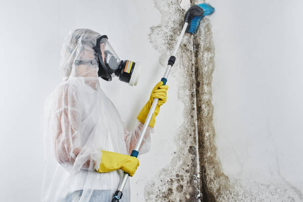 Best Emergency Mold Removal  in New Vienna, OH