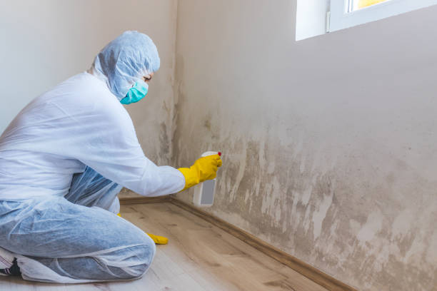 Office Mold Removal Services in New Vienna, OH