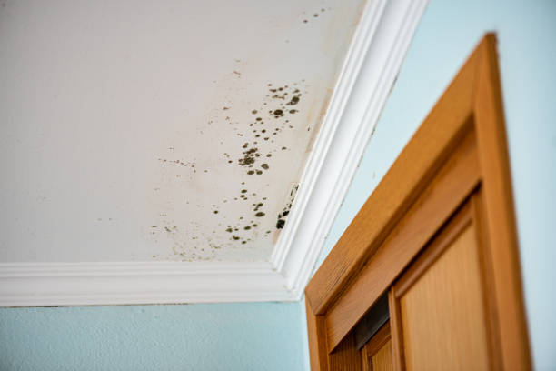 Best Best Mold Removal Companies  in New Vienna, OH