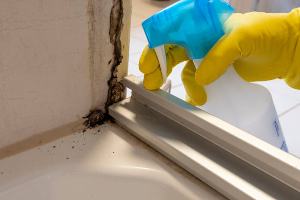 Best Professional Mold Removal  in New Vienna, OH