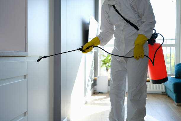 Best Home Mold Removal  in New Vienna, OH