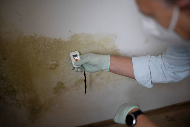 Best Local Mold Removal Service  in New Vienna, OH