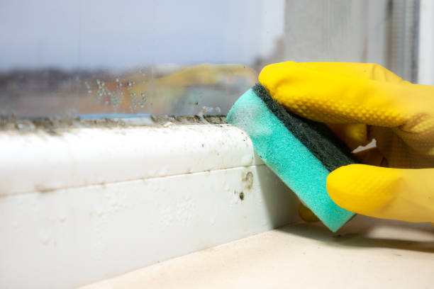 Best Office Mold Removal Services  in New Vienna, OH