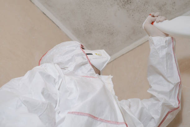 Best Certified Mold Removal  in New Vienna, OH