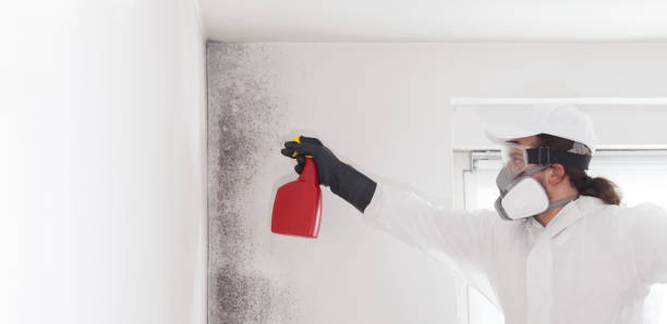 Best Home Mold Removal  in New Vienna, OH