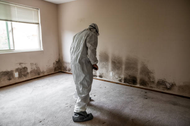 Best Commercial Mold Removal  in New Vienna, OH