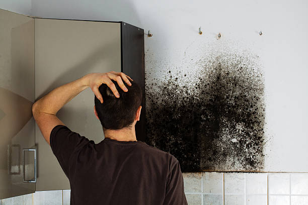 Trusted New Vienna, OH Mold Removal Experts