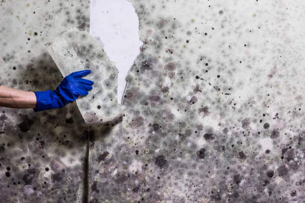 Best Fast Mold Removal  in New Vienna, OH