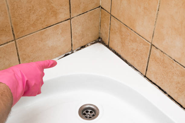 Best Toxic Mold Removal  in New Vienna, OH